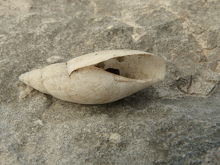 Poiretia cornea del Gargano